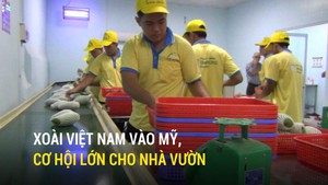 Xoài Việt Nam vào Mỹ, cơ hội lớn cho nhà vườn