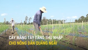 Cây măng tây tăng thu nhập cho nông dân Quảng Ngãi