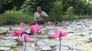 Bông súng “trồng chơi, ăn thiệt”