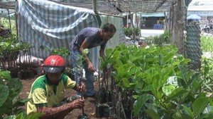 Giá mít Thái tăng cao, không đủ hàng để bán