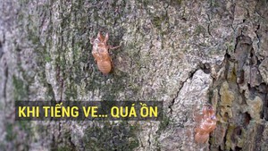 Khi tiếng ve… quá ồn