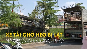 Xe tải chở heo bị lật làm náo loạn trên đường Phạm Văn Đồng