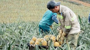 Giá dứa xuống thấp kỷ lục, nông dân lao đao