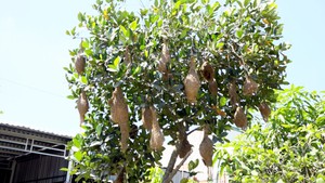 Hàng chục tổ chim trên cùng 1 cây