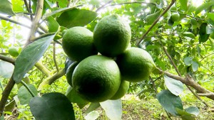 Nắng nóng, chanh không hạt tăng giá mạnh