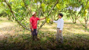 Khuyến cáo người dân không nên đổ xô trồng mít Thái vì lãi “khủng”