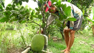 Ba lý do cân nhắc trồng mít Thái thời điểm này