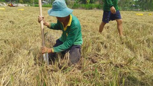 Chuột đồng vào mùa, giá bán cao