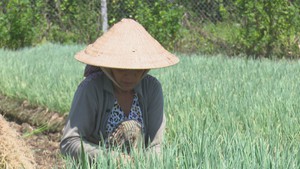 Giá hành lá tăng cao kỷ lục