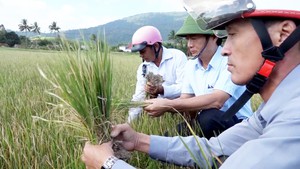 Nơi lũ kinh hoàng, nơi 1.000 ha cây trồng 