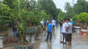 Sa Đéc lần đầu tiên có chợ phiên dành riêng cho bonsai