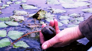 Nuôi ốc bươu đen thu nhập tiền triệu