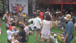 Chiêm ngưỡng thú cưng đáng yêu tại Bark Fest