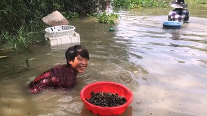 Ngụp lặn mò ốc quắn mùa lụt miền Tây