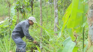 Quảng Ngãi bảo tồn giống quế bản địa