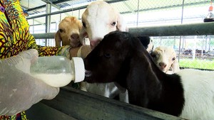 Nông dân Hậu Giang đẩy mạnh phát triển mô hình nuôi dê nhốt chuồng