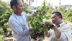 Đưa sắc mai vàng sang miền tuyết trắng