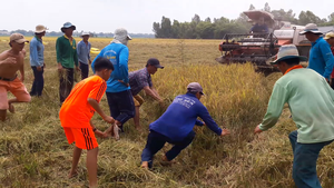 Video: Dí cù bắt chuột trên cánh đồng miền Tây