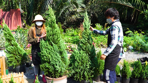 Video: Cây thông, sơn tùng vào mùa phục vụ giáng sinh