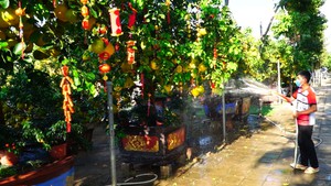 Góc nhìn trưa nay | Bưởi Diễn hàng chục triệu đồng vào Sài Gòn đón Tết