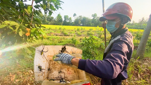 Video: Bắt nhện làm mồi câu cá, thu nhập tiền triệu mỗi ngày