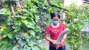 Video: Cảm động tiếng loa: 'Bà Lý 2 trái bí, Thảo Linh 4 quả bầu...' gửi vào TP.HCM