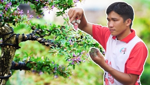 Góc nhìn trưa nay | “Hái ra tiền” từ dịch vụ trồng, chăm sóc cây cảnh dịp Tết