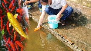 Video: Người dân thả cá đưa ông Táo về trời, không còn cảnh cá bị xuyệt điện