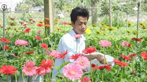 Góc nhìn trưa nay | Nông dân làng hoa Sa Đéc tất bật vụ hoa Tết
