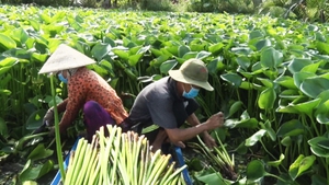 Góc nhìn trưa nay | Nghề đan lục bình, mô hình sinh kế cho người dân vùng nông thôn