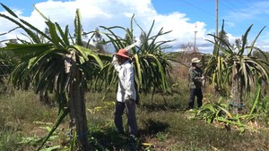 Góc nhìn trưa nay | Thua lỗ liên tục, nông dân “cắn răng” phá bỏ vườn thanh long