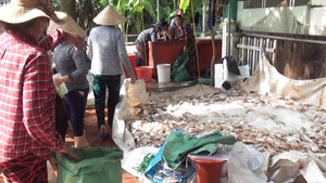 Video: Hàng trăm tấn cá nuôi làng bè Châu Đốc chết bất thường do nguồn nước bị ô nhiễm sinh học