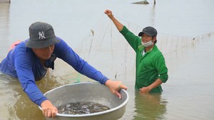 Góc nhìn trưa nay |  Thú vị giăng lưới cá rô đồng mùa nước nổi