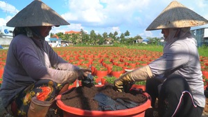 Góc nhìn trưa nay: Lo kinh tế khó khăn, nông dân dè dặt xuống giống vụ Tết