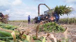 Góc nhìn trưa nay: Trồng bắp làm thức ăn cho bò - sinh kế mới của nông dân vùng biên