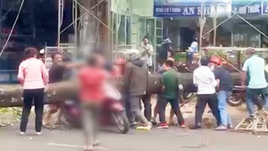 Video: Công an tạm giữ cây xanh ngã đè cô gái nguy kịch để điều tra