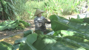 Góc nhìn trưa nay: Rọc lá chuối ở xứ rừng U Minh Hạ - nghề làm chơi ăn thiệt