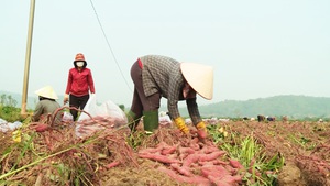 Góc nhìn trưa nay | Nông dân đẩy mạnh sản xuất khoai lang xuất khẩu