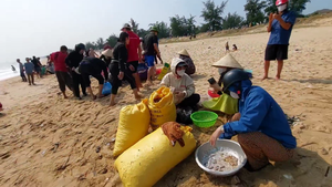 Cả trăm người rủ nhau nhặt sò huyết dạt vào bờ biển Quảng Bình