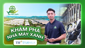 Khám phá cụm trang trại xanh TH true MILK: Từ đồng cỏ xanh đến ly sữa sạch