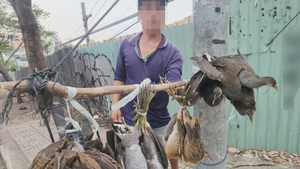 Cận cảnh nhiều loài chim trời bị cột chùm, làm thịt bày bán tại vỉa hè TP.HCM