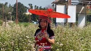 Góc nhìn trưa nay | Mê mẩn với vẻ đẹp của vườn hoa tam giác mạch ở Quảng Nam