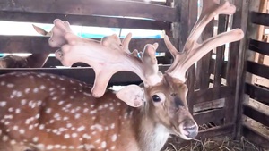 Cận cảnh cặp nhung hươu thế đẹp, bán hơn 48 triệu đồng