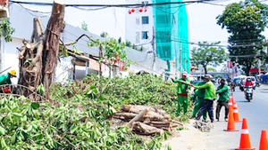 Di dời, đốn gần 100 cây xanh để mở rộng đường vào sân bay Tân Sơn Nhất