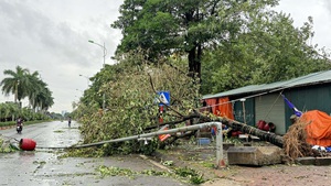 Trực tiếp: Các tỉnh miền Bắc ngổn ngang cảnh gãy đổ sau cơn bão số 3 Yagi càn quét