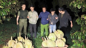 Bắt quả tang hai người lái ô tô từ miền Tây đến Đắk Lắk trộm 500kg sầu riêng