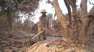 Góc nhìn trưa nay | Nông dân bật khóc bên vườn đào bị chôn vùi sau lũ
