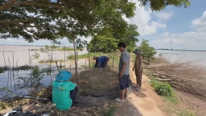 Góc nhìn trưa nay | Thú vị dỡ chà bắt chuột đồng mùa nước nổi ở miền Tây