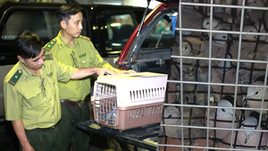 Tàng trữ 500 con chim cu ngói không giấy tờ, một phụ nữ bị phạt 7,5 triệu đồng