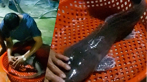 Người dân Cần Thơ bắt được cá trê dài 1 mét theo mùa nước nổi tràn về